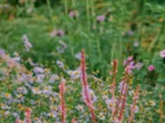 Lebensraum Garten - naturnahe Gestaltung - Artenvielfalt fördern