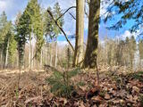Naturverjüngung im Mengener Wald