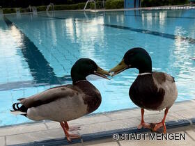 Feierabendgäste im Freibad