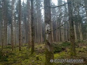 Waldgeist beim Aspenhäule