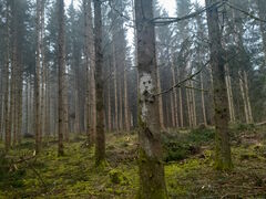 Märzbild: Waldgeist beim Aspenhäule