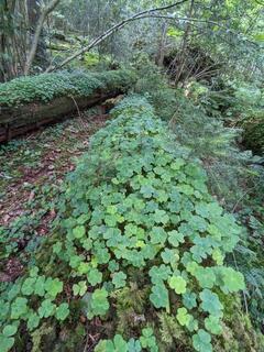 Waldbaden mit Gerlinde Gruber
