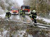 Schneebruch lässt Bäume umstürzen